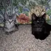 Anne Colburn - @2184925415 - TikTok