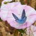 Anne Coley - Facebook