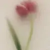 Anny Collazo - @anny.collazo - TikTok
