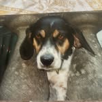 Anne Marie Colonna Cesari - @annemariecolonna - Instagram