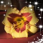 Anne Conde - @anniec5201 - Instagram