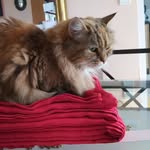 Anne Constant - @ptitchat2023 - Instagram