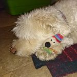 Anne Constantine - @barkimber_pet_care_ - Instagram