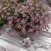 Anne Cools - Facebook
