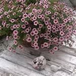 Anne Cools - @annecools46 - Instagram