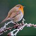 Anne Coughlan - Facebook