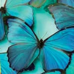 Anne Courtois - @intuit_workshop - Instagram