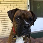 Anne Gooch Culley - @sadie_the_boxer - Instagram