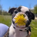 Anne Frances Cupp Michna - @bawstonterrier123456 - Instagram