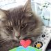 Ann Cushman - Facebook