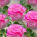 Anne Daris - Facebook