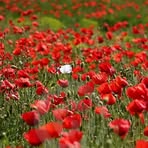Anne Darnley - Facebook