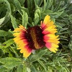 Brooke Anne Darrah-Foster - Facebook