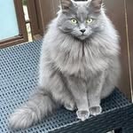 Anne Davin - @pomme849 - Instagram