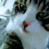 Ann Deacon - @anndeacon1 - TikTok