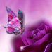Ann Deaver - Facebook