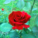 Anne-marie Decesare - Facebook