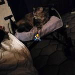 Anne Decoster - @anne.decoster.1852 - Instagram