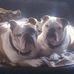 Ann Deering - Facebook