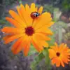 annedekker4156 - @annedekker4156 - TikTok