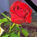 Anne Delva - Facebook