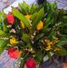 Anne Delval - Facebook
