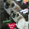Anne Deng - @annedeeeeng - TikTok