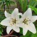 Anne Denton - Facebook