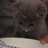 Anne_Rose - @anne_depp - TikTok