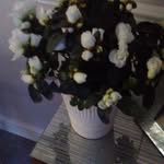 Anne Desmond - @anne.desmond.948 - Instagram