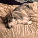 Anne Dessaint - @wickedkitten1966 - Instagram