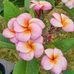 Anne Dey - Facebook