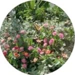 Anne Deysher - @anne.deysher - Instagram
