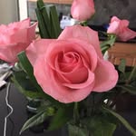 Anne DiGiovanni Low - @digiovannilow - Instagram