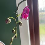 Anne Dow - Facebook