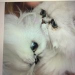 Anne Dunlop Adamson - @anneadamson8688 - Instagram