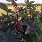 Anne Duplessis - @anne.duplessis.92 - Instagram