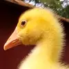 Anne Dye - @that.anne.girl - TikTok