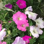 Anne Eames - @karynkeamenor - Instagram