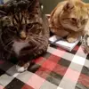 anneearl7 - @anneearl7 - TikTok