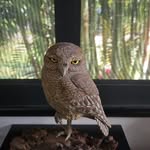 Anne Earley Baumgart - @earleybirdgoirish - Instagram