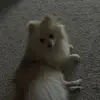 Zoe bear Anne Eccles - @zoeeccles - TikTok