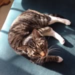 Anne Eder Diedrick - @chaskalaundrycewnter - Instagram