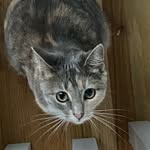 anne-sophie "lil bit" edington - @annesophiethecat - Instagram