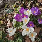 Anne Edison - Facebook
