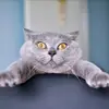 Anne Egal - @anne.egal6 - TikTok