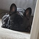 Anne Eldred - @lokithefrenchie2021 - Instagram