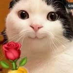Louise Anne Elmido - @mimiyawthecat - Instagram
