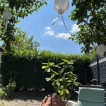 Anne Engel - @ginaafrob - Instagram