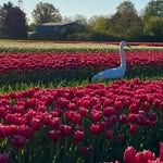 Annemarie🌷 - @anne_felder04 - Instagram